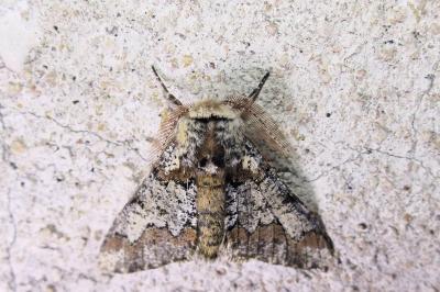 Biston strataria