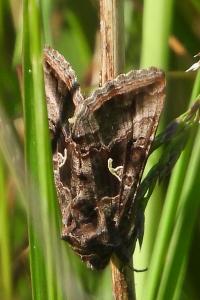 Autographa gamma