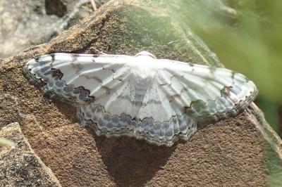 Scopula decorata