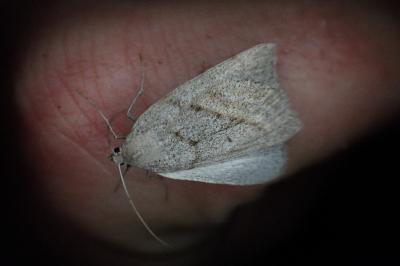 Chemerina caliginearia