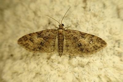 Eupithecia abbreviata