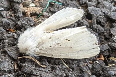 Spilosoma lubricipeda
