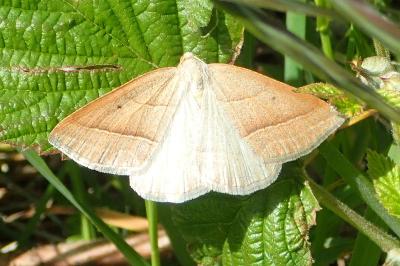 Petrophora chlorosata