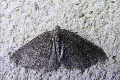 Aleucis distinctata