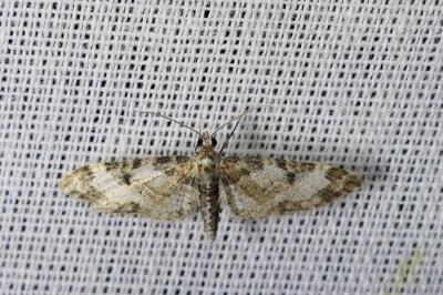 Eupithecia irriguata