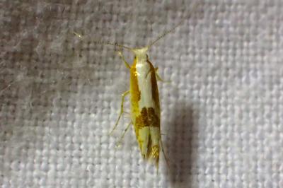 Argyresthia pruniella