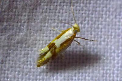 Argyresthia pruniella