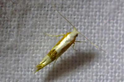 Argyresthia pruniella
