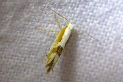 Argyresthia pruniella