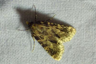 Aglossa caprealis