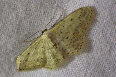 Idaea seriata