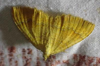 Camptogramma bilineata