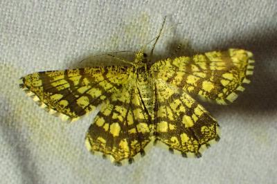 Chiasmia clathrata