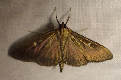 Cydalima perspectalis