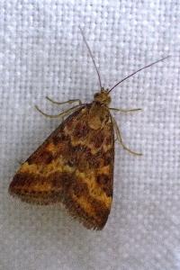 Pyrausta despicata