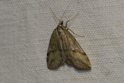 Chesias rufata