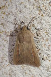 Mythimna unipuncta