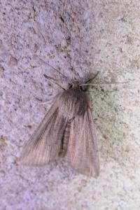 Mythimna riparia