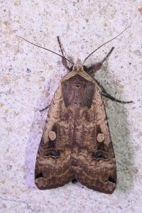Noctua pronuba