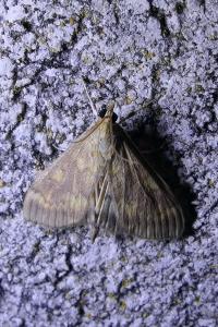 Ostrinia nubilalis