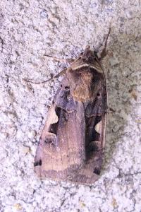 Xestia c-nigrum