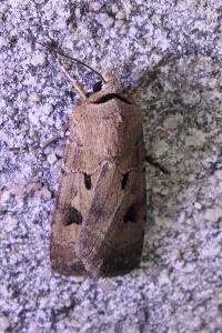 Agrotis exclamationis