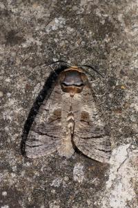 Cossus cossus