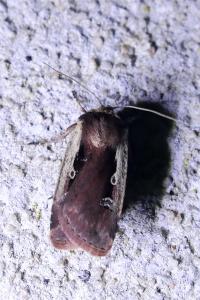 Ochropleura plecta
