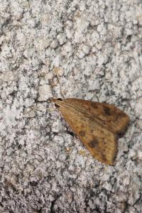 Udea ferrugalis