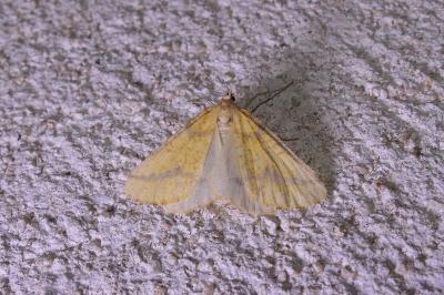 Aspitates ochrearia