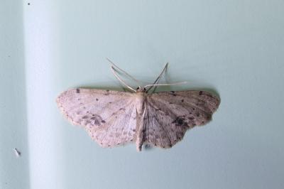 Idaea dimidiata
