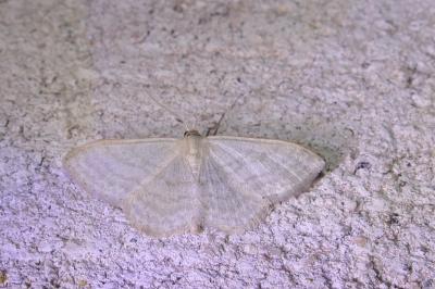 Idaea subsericeata