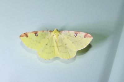 Opisthograptis luteolata