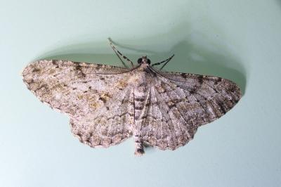 Peribatodes rhomboidaria