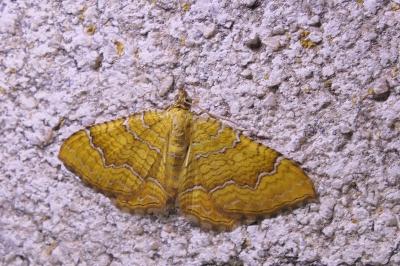 Camptogramma bilineata