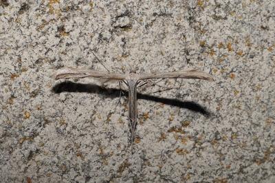 Emmelina monodactyla