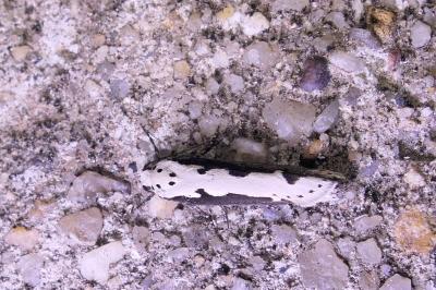 Ethmia bipunctella