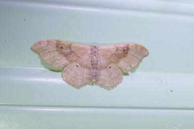 Idaea degeneraria