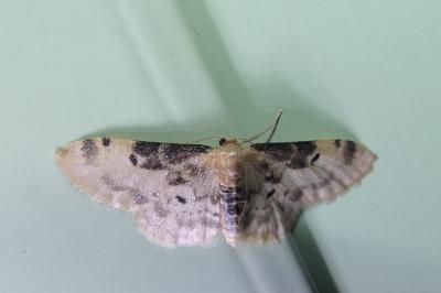 Idaea filicata