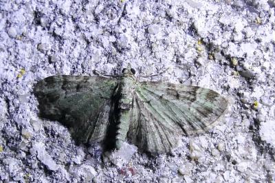 Pasiphila rectangulata