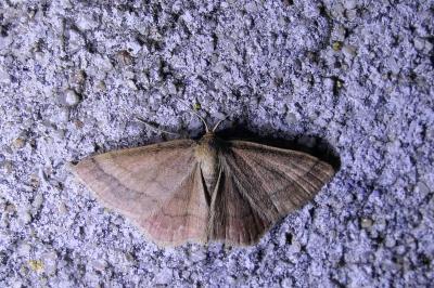 Idaea ochrata