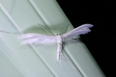 Pterophorus pentadactylus