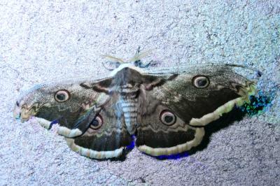 Saturnia pyri