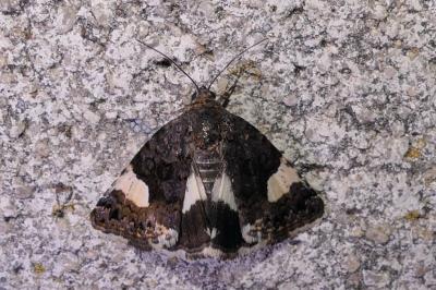 Tyta luctuosa