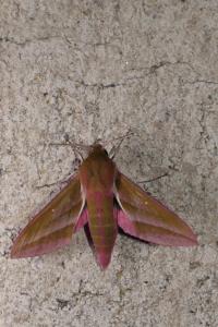 Deilephila elpenor