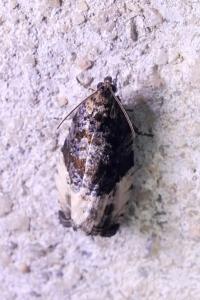 Hedya pruniana