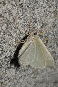 Phaiogramma etruscaria