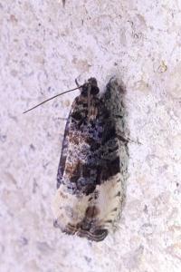 Hedya pruniana