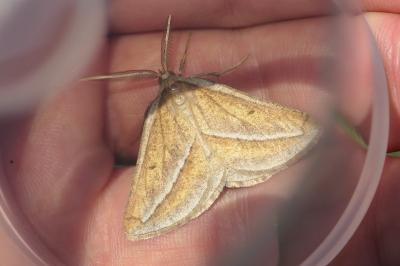 Chariaspilates formosaria