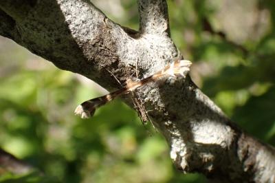 Oxyptilus